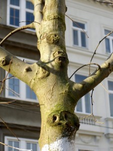 silberlinde_stamm_neu
