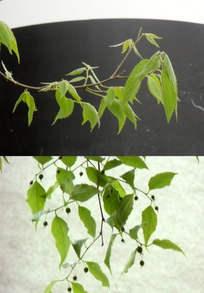 zuergelbaum_blaetter