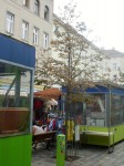 Brunnengasse, vitaler Jungbaum 1