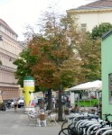 Silberlinde mit Ablaufdatum