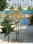 Baumleiche in spe