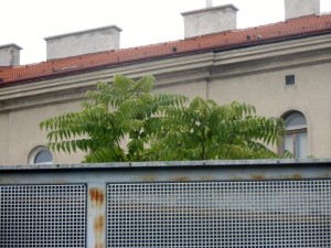 goetterbaum_10_10_15